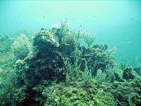 The reef area of the dive.jpg