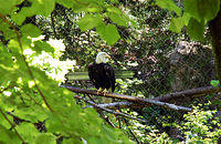 Bald Eagle at Oregon Zoo.jpg
