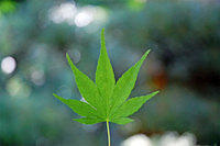 Tree leaf.jpg