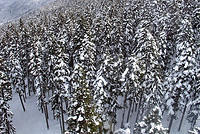 Trees from above.jpg