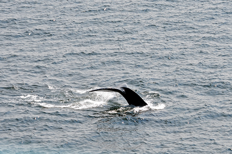 Tail of a Whale