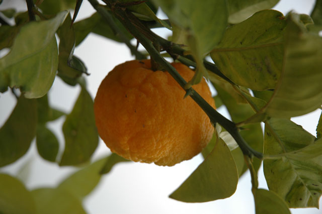 Greek_oranges.jpg