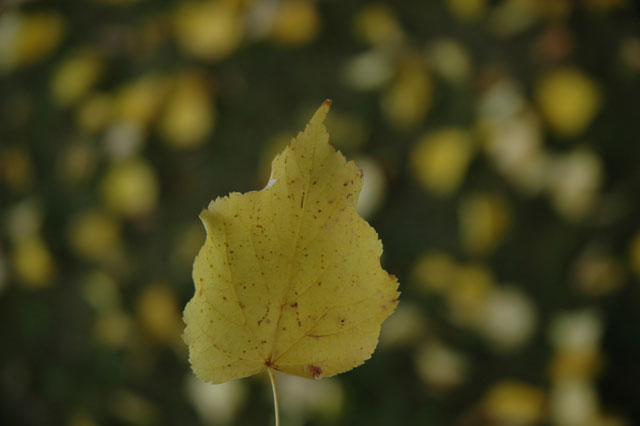 Fall_leaf.jpg