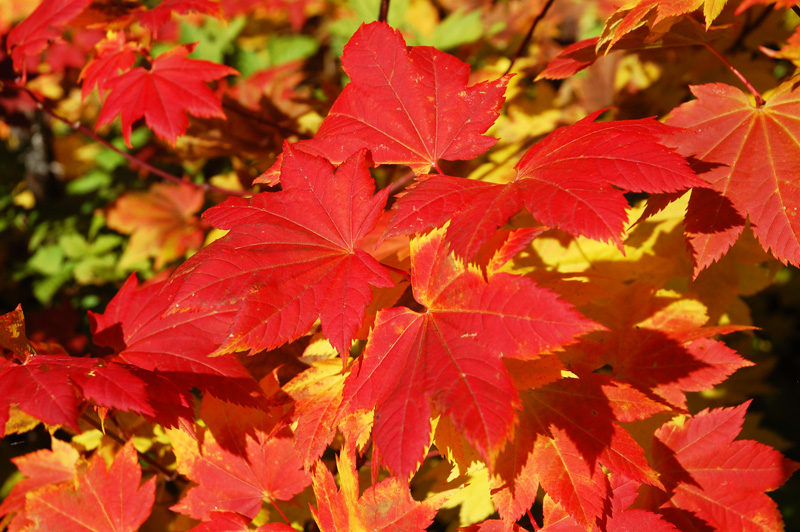 Fall Colors.jpg