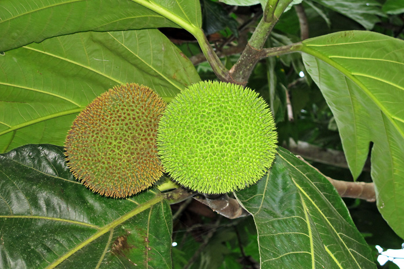 More tropical amazon fruit.jpg