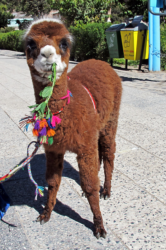 Hi I'm a baby alpaca, or maybe a llama, I'm not sure