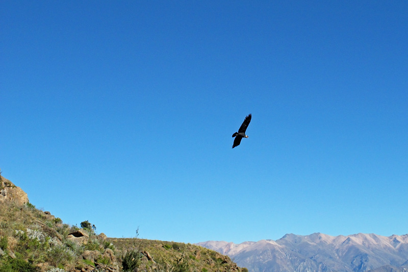 This spot has good thermals which help the condors glide effortlessly over the canyon below