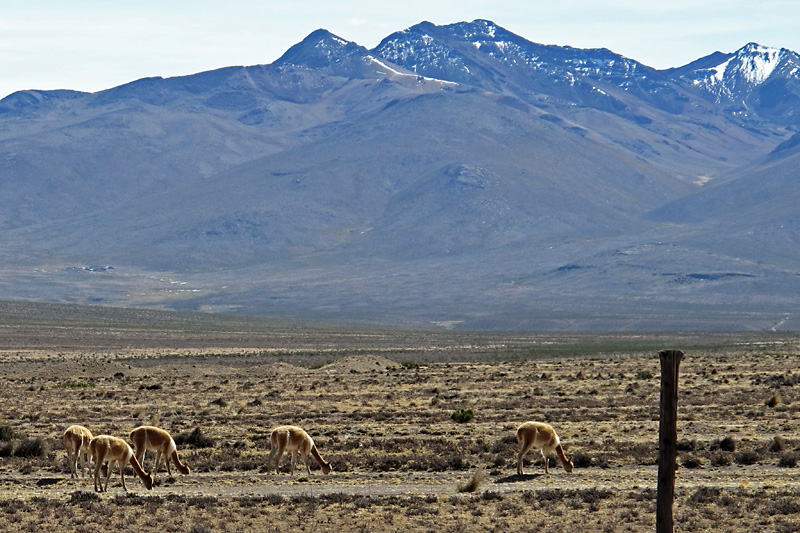 Vicuñas are another rarer type of cameloid in Peru