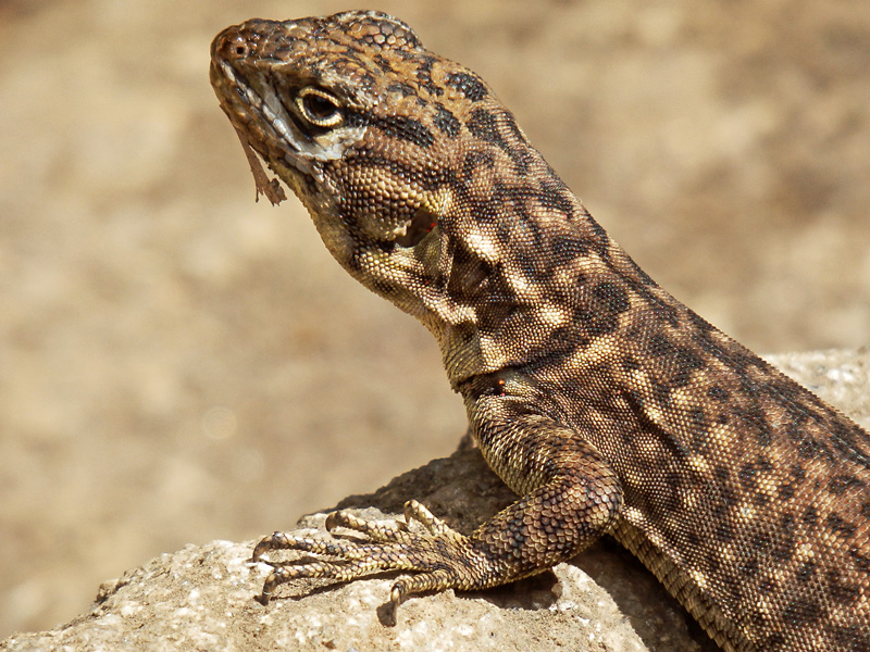 Closeup of lizard.jpg