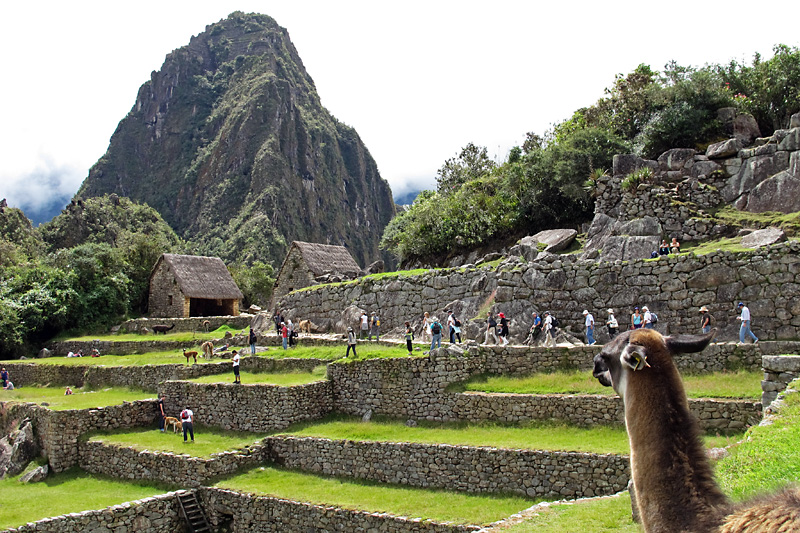 The llama says more stupid tourists, when will it end.jpg