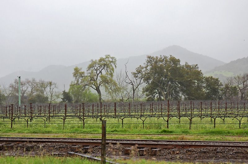 Rainy vineyards