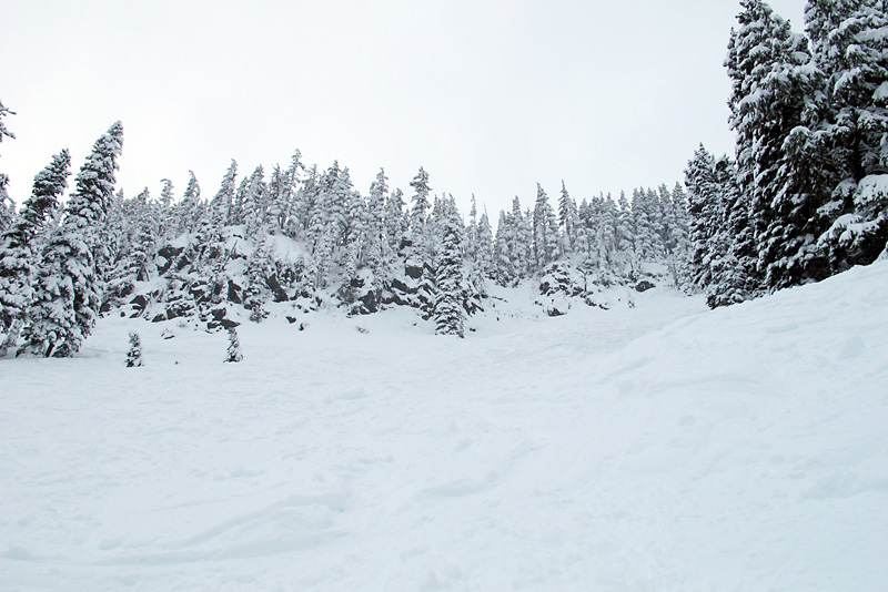 Some trees we just went through on Mt Hood.jpg