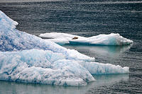 Sea lion chilling on an iceberg