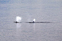 Whales Spouting off