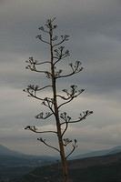 Lonely_Greek_tree.jpg