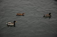 Ducks_in_the_pond.jpg