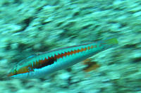Panning_picture_of_a_fish.jpg
