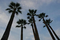 Palm_trees.jpg