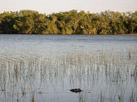 Everglades08.jpg