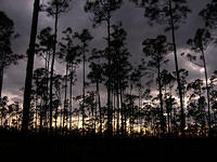 Everglades11.jpg