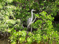 Everglades18.jpg