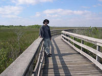 Everglades27.jpg