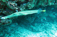 I think this is a trumpet fish, can you think of a better name.jpg