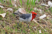 Little red birdie.jpg
