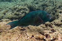 One of the many strange fish in Hanauma Bay.jpg