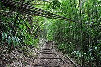The bamboo hike on roundtop rd.jpg