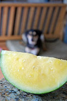 Mmm, yellow watermelon.jpg