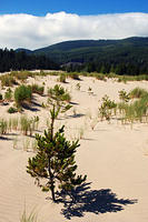 Sand Lake Dunes area.jpg