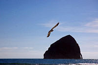 Seagull flying over Cape Kiwanda.jpg