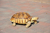 A pet turtle in Bend.jpg