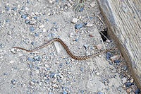 A snake on the trail.jpg