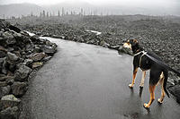 Mulder was impressed with the lava flow, but not the rain.jpg