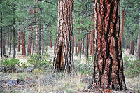 Ponderosa Pines near Sisters.jpg