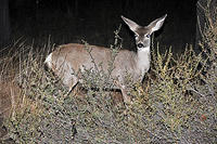 We spotted this deer while driving through Sun River.jpg