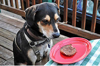 Mulder says am I dreaming, or is that a puppy burger.jpg