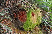 A colorful redwood stump in OR