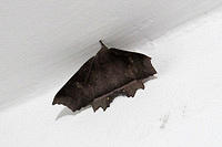 This huge moth was about 3 inches wide and looked like a piece of dirt.jpg
