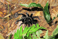 A spider the size of a dinner plate.jpg