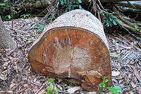 Another downed tree.jpg