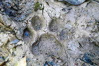 Jaguar footprint, really.jpg