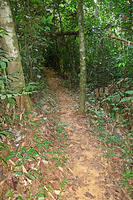 Jungle trail.jpg