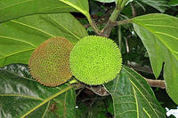 More tropical amazon fruit.jpg
