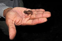 Our guide who does not use insect repellant holds up this frog for us to see.jpg