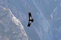 These condors have a conservation status of NT or near threatened