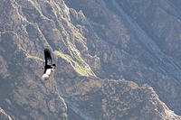 These huge condors are the main attraction of the Colca Canyon