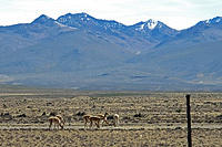 Vicuñas are protected here in Pampa Cañahuas National Reserve